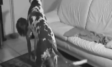 熟女痴女狗D调教 复古淫乱内射骚穴